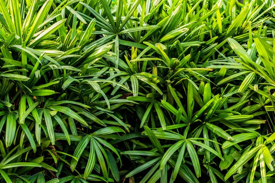 Greens & Outdoors at ADANI LA MARINA, Shantigram, Ahmedabad