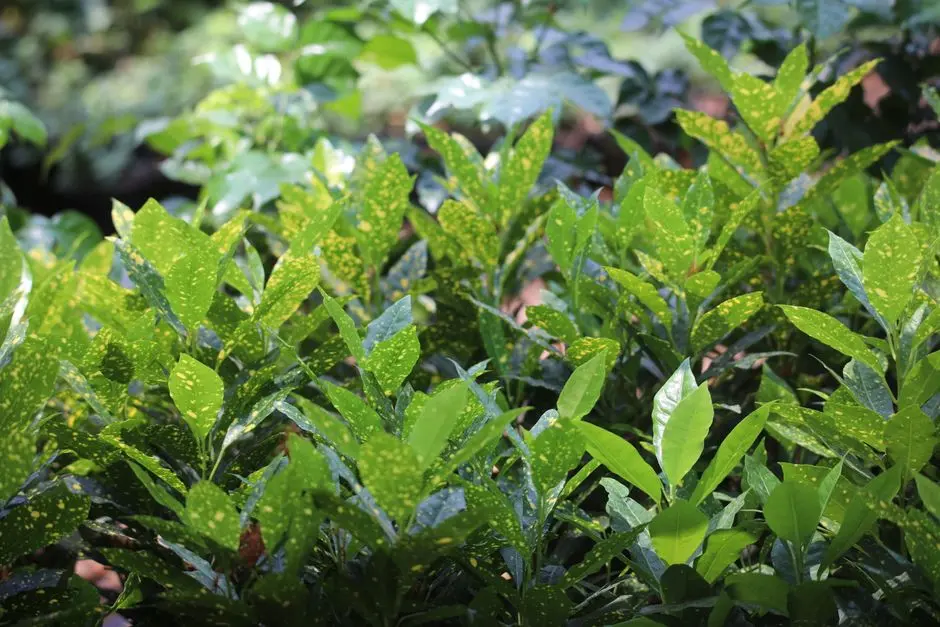 Greens & Outdoors at ADANI INSPIRE BUSINESS PARK, Shantigram, Ahmedabad