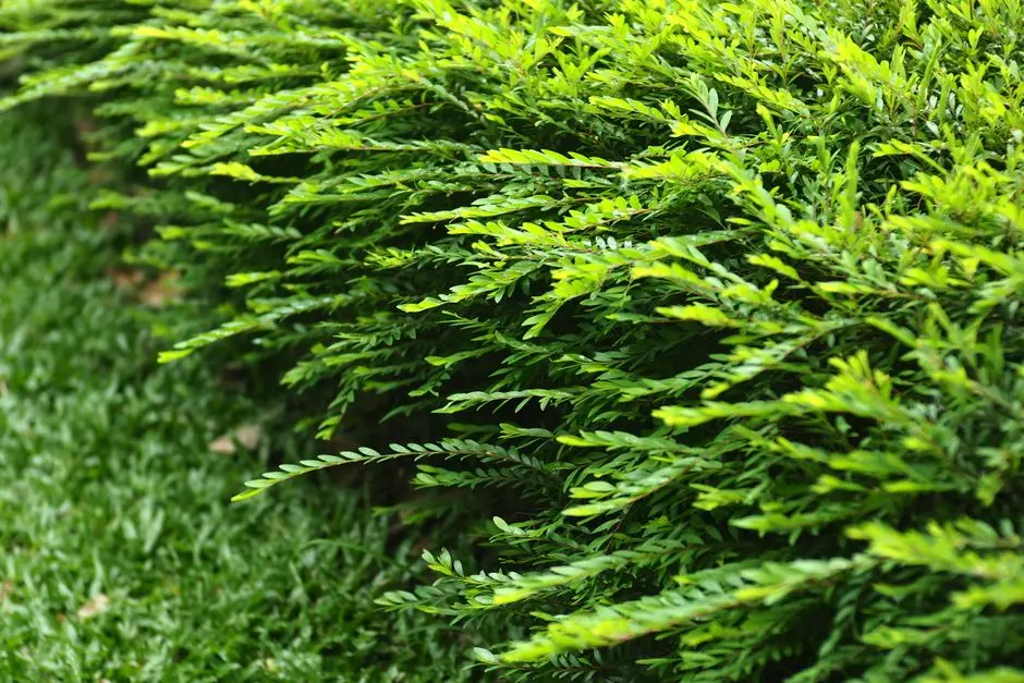 Greens & Outdoors at ADANI MIRACLE MILE, Sector 60, Gurgaon