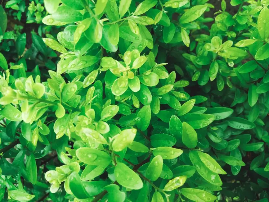 Greens & Outdoors at ADANI ENVIRO, Sector 102A, Gurgaon