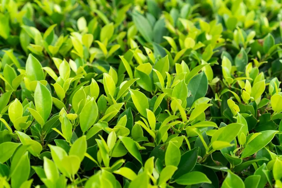 Greens & Outdoors at ADANI LIT PHASE 1, Teen Hath Naka, Thane